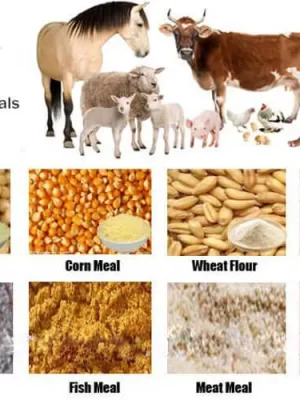 wholesale animal feed suppliers
